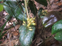 Pleurothallis londonoi