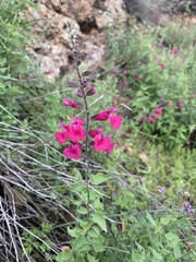 Salvia lemmonii