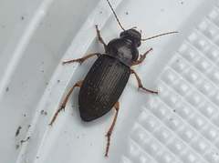 Harpalus griseus