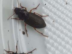 Harpalus griseus
