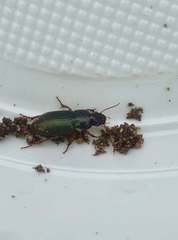 Harpalus affinis