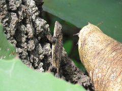 Urosaurus bicarinatus