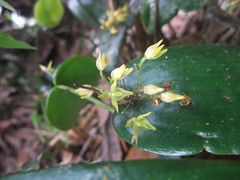 Pleurothallis londonoi