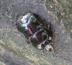 Hololepta
