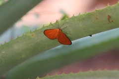 Eudulini