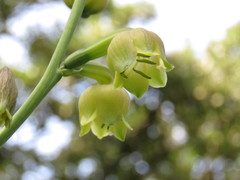 Prochnyanthes mexicana