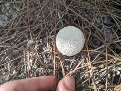 Lycoperdon perlatum image