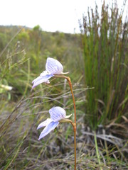 Disa venusta