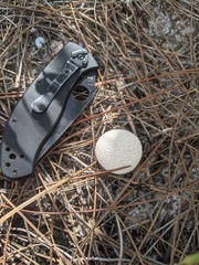 Lycoperdon perlatum image