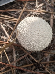 Lycoperdon perlatum image