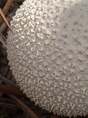 Lycoperdon perlatum image