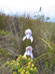 Disa venusta