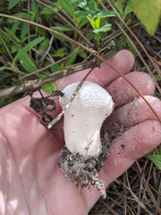 Lycoperdon perlatum image