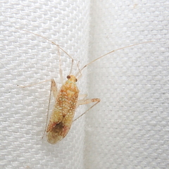 Phytocoris depictus