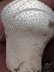 Lycoperdon perlatum image