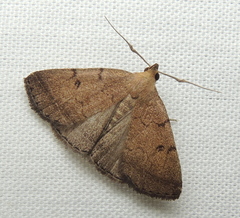 Zanclognatha protumnusalis