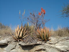 Aloe cryptopoda