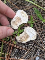 Lycoperdon perlatum image