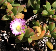 Delosperma patersoniae