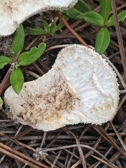 Lycoperdon perlatum image