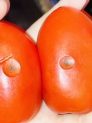 Colletotrichum coccodes