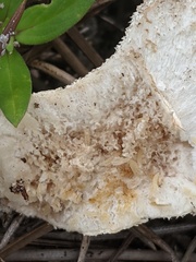 Lycoperdon perlatum image