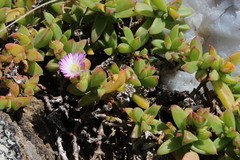 Delosperma patersoniae