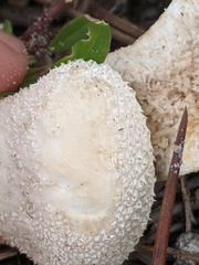 Lycoperdon perlatum image