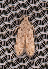 Anacampsis conclusella