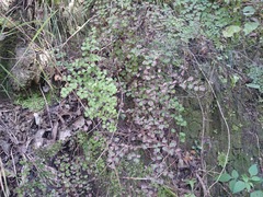 Adiantum tricholepis