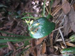 Pleurothallis londonoi