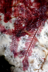 Pterosiphonia dendroidea