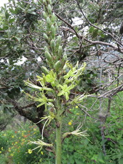 Manfreda occidentalis