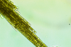 Aphanizomenon flosaquae
