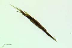 Aphanizomenon flosaquae