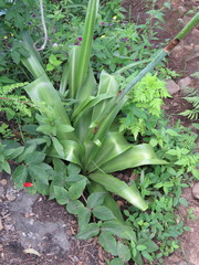 Manfreda occidentalis