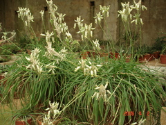 Aloe albida