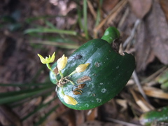 Pleurothallis londonoi