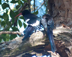 Phoeniculus purpureus marwitzi