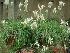 Aloe albida