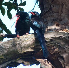 Phoeniculus purpureus marwitzi