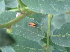 Melanopleurus bicolor