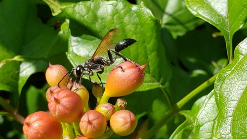 Mexican Grass-carrying Wasp photo 6