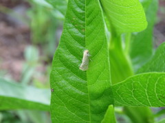 Acrolophus laticapitana