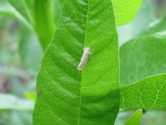 Acrolophus laticapitana