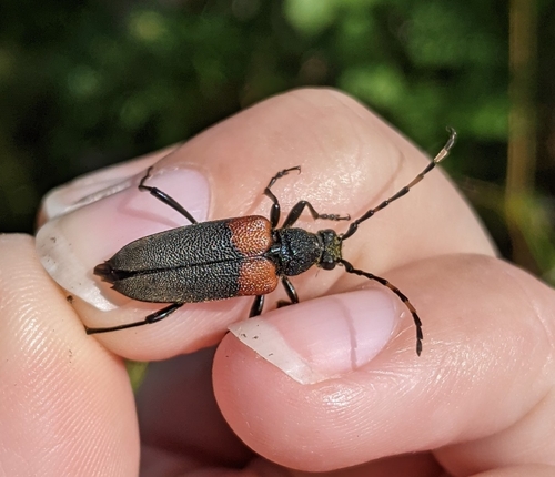 Red-shouldered Pine Borer photo 5