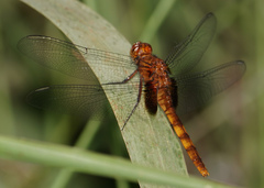 Erythemis mithroides
