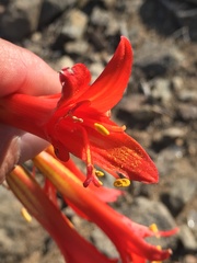 Zephyranthes phycelloides