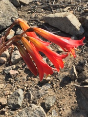 Zephyranthes phycelloides