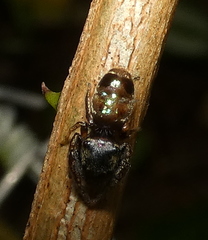 Bryantella